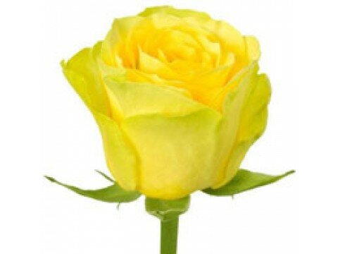 Букети для жінок Троянда жовта (поштучно)