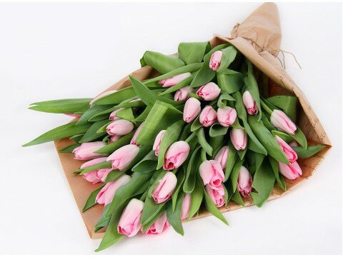 51 pink tulip