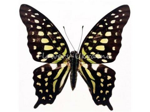Live butterfly "Agamemnon"