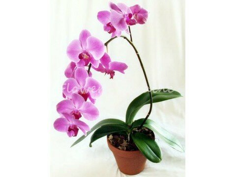 Phalaenopsis (Orchid)