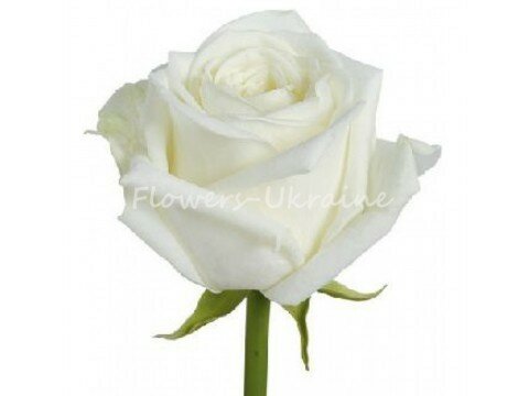 Букети для жінок Біла троянда (поштучно)