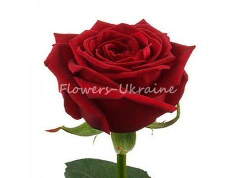 Bouquets for women Red rose (by an item)