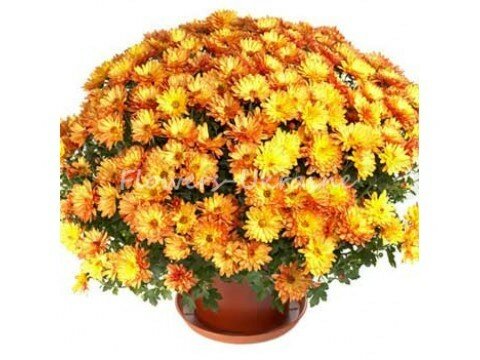 Chrysanthemum in pot (large)