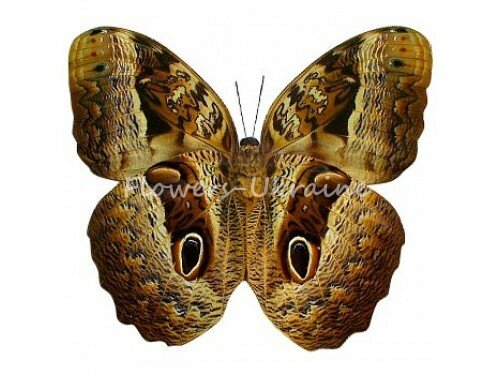 Живая бабочка Калиго