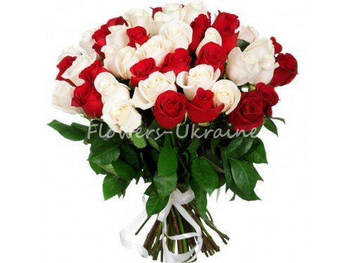 51 red and white rose