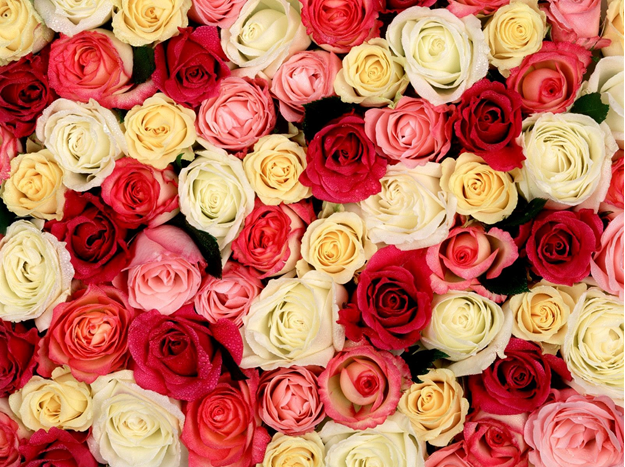 101 roses buy in Kiev price